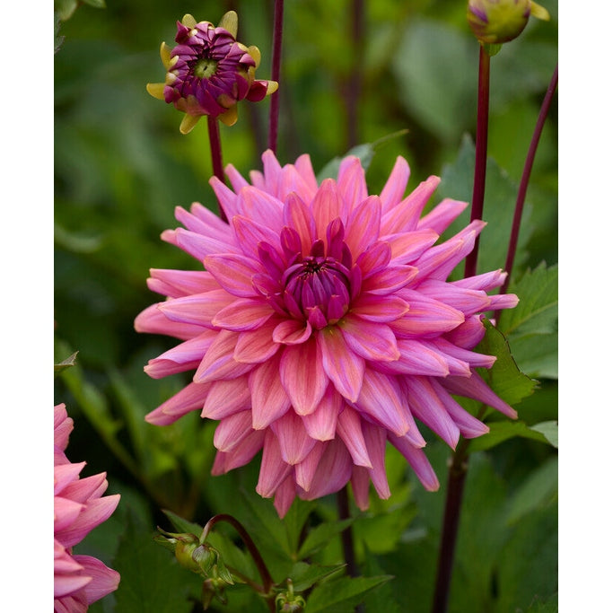 Dahlia Negroni Sunset Dekorativ 1-pack NYHET